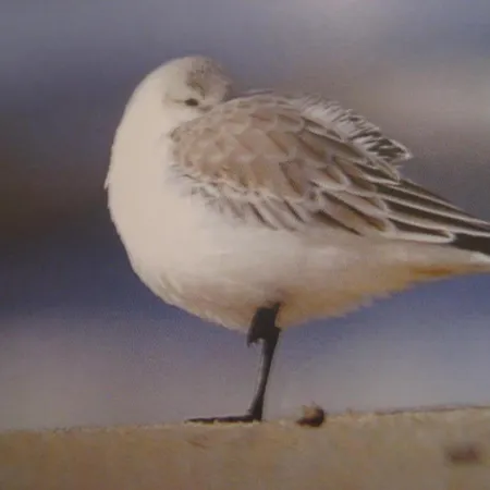 Haus Strandloeper Apartament Böhl